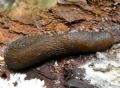 Limax montanus